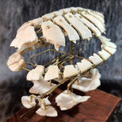 Exploded Turtle Shell (Anatomical Display)