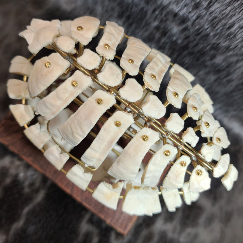 SkullStore // Buy Real Cruelty Free, Sustainable Animal Parts Online ...