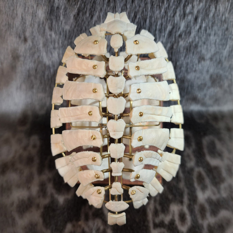 Exploded Turtle Shell (Anatomical Display)