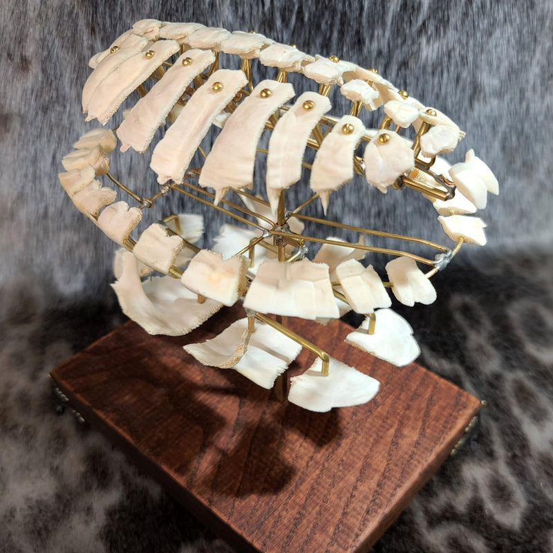 Exploded Turtle Shell (Anatomical Display)