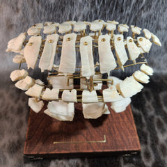 Exploded Turtle Shell (Anatomical Display)