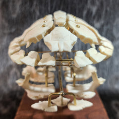 Exploded Turtle Shell (Anatomical Display)