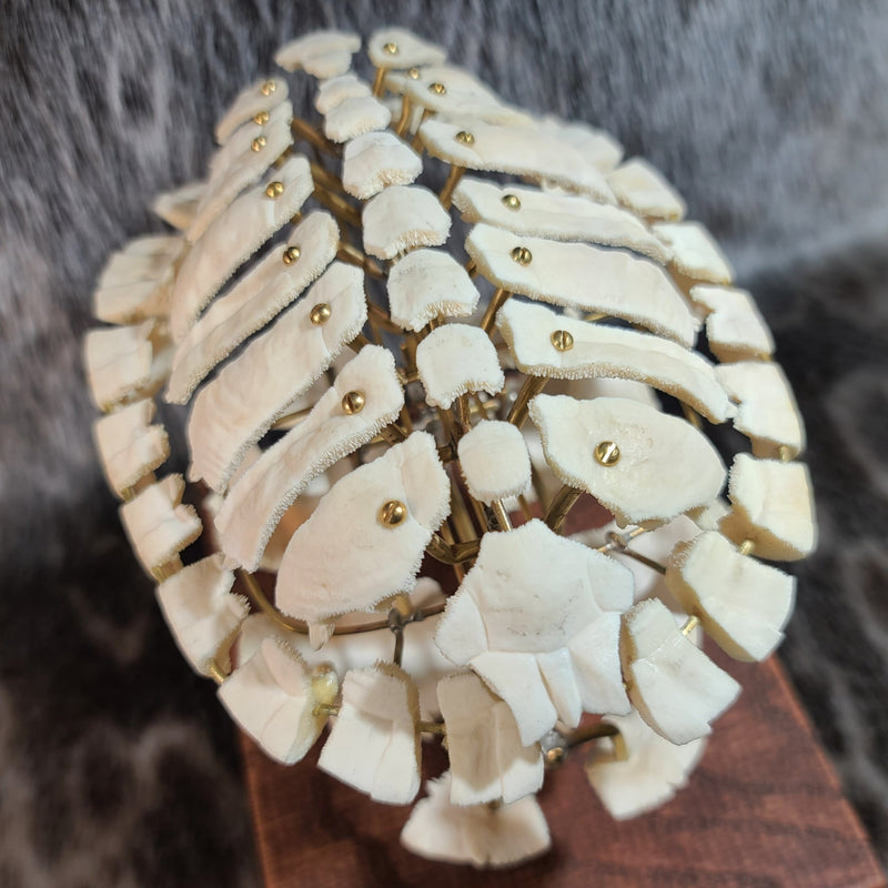 Exploded Turtle Shell (Anatomical Display)