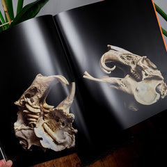 The Skullhunter Collection - Book