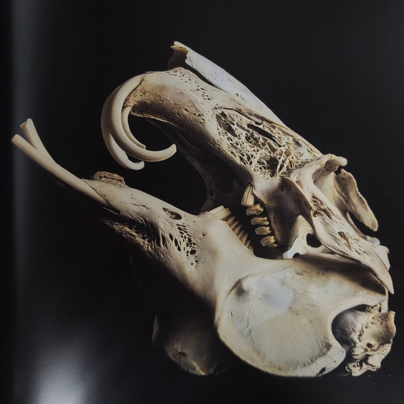 The Skullhunter Collection - Book
