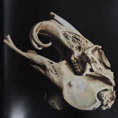 The Skullhunter Collection - Book