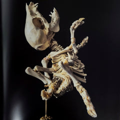 The Skullhunter Collection - Book