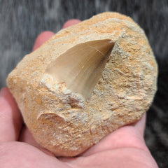 Mosasaur Teeth in Matrix (SALE)