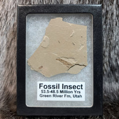 Fossil Insects (Green River), Framed