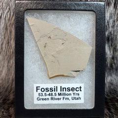 Fossil Insects (Green River), Framed