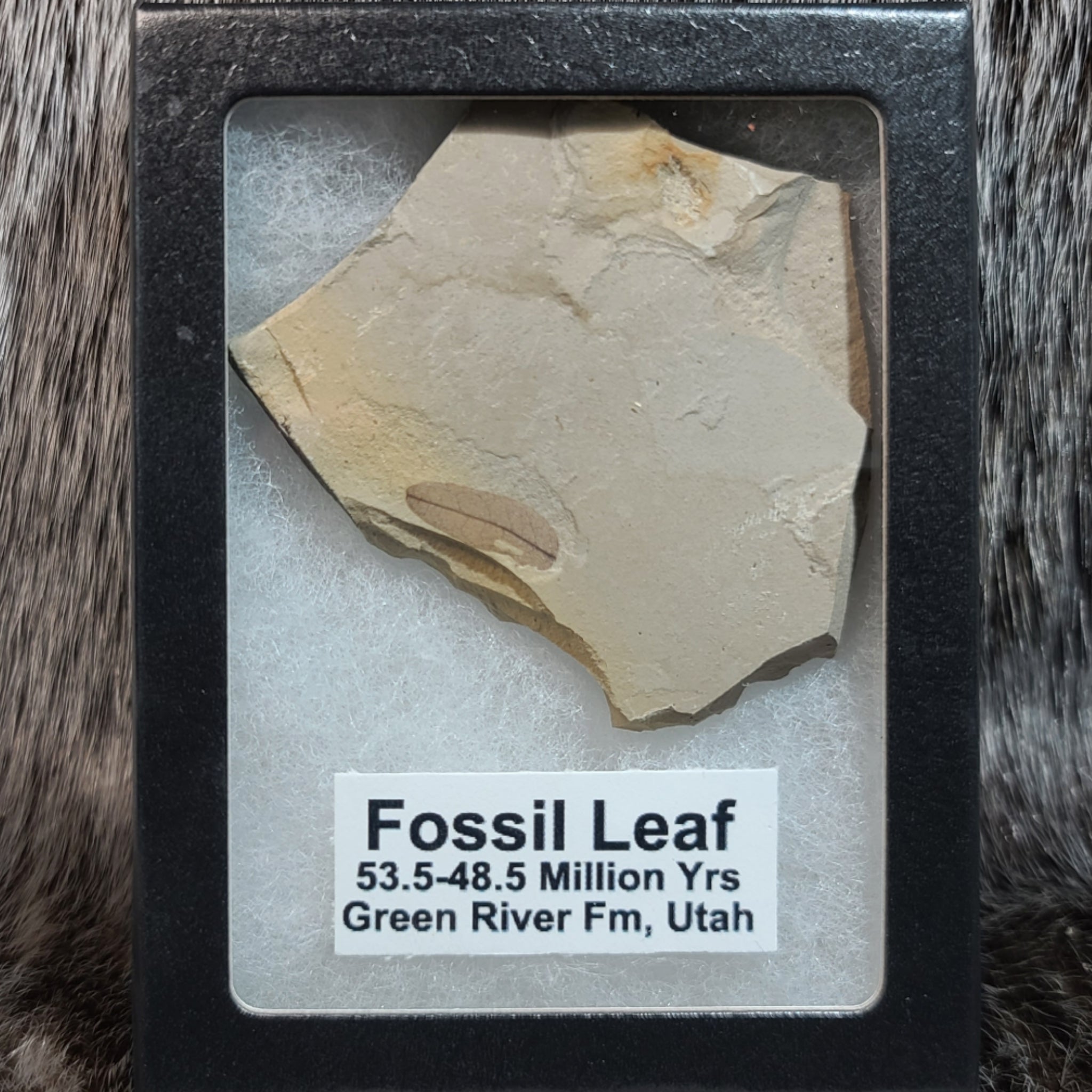 Fossil Leaves (Green River), Framed SkullStore - Main Image