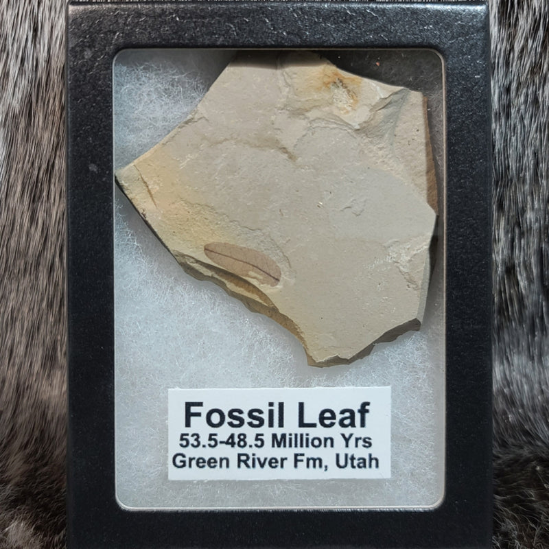 Fossil Leaves (Green River), Framed