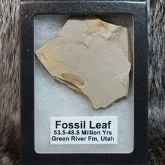 Fossil Leaves (Green River), Framed