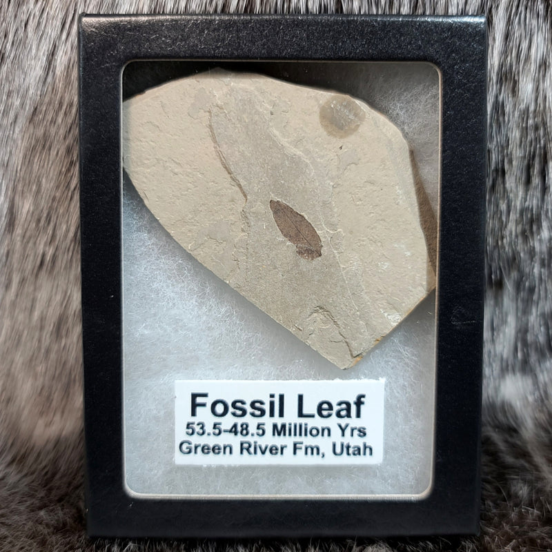 Fossil Leaves (Green River), Framed