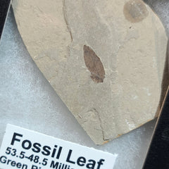 Fossil Leaves (Green River), Framed