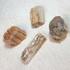 Petrified Wood Slices, Medium