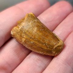 Carcharodontosaurus Dinosaur Tooth J (1.25