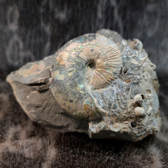 Scaphites Ammonite Nodule