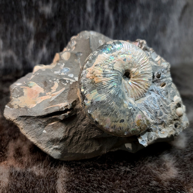 Scaphites Ammonite Nodule