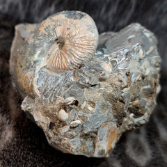Scaphites Ammonite Nodule