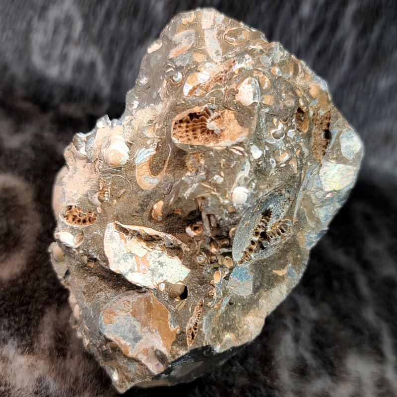 Scaphites Ammonite Nodule