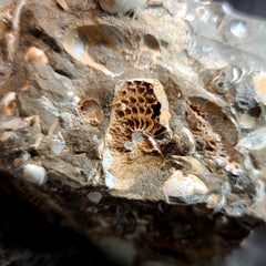 Scaphites Ammonite Nodule