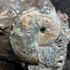 Scaphites Ammonite Nodule