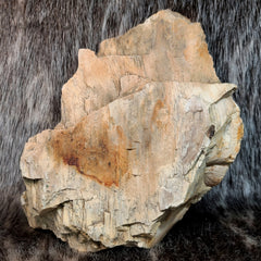 Fossil Wood J (Jurassic)
