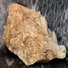 Fossil Wood J (Jurassic)