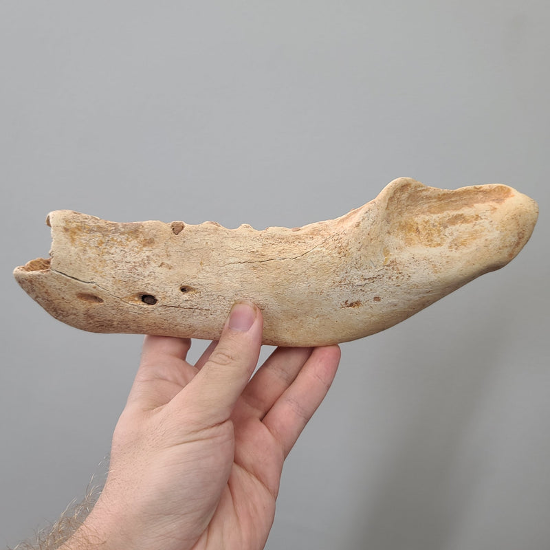 Geriatric Cave Bear Jaw B