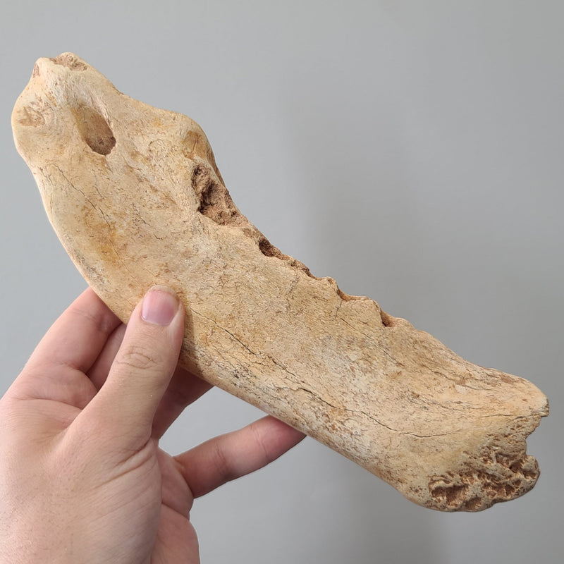 Geriatric Cave Bear Jaw B