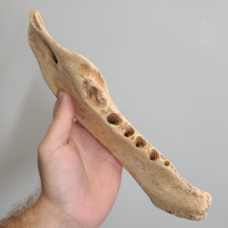 Geriatric Cave Bear Jaw B