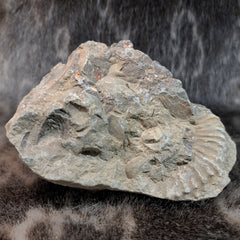 Ammonite (American) C, 6