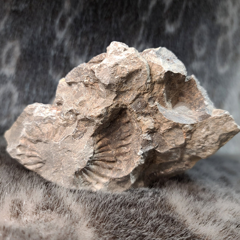 Ammonite (American) C, 6"
