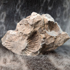 Ammonite (American) C, 6