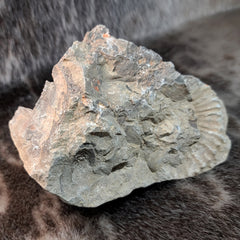 Ammonite (American) C, 6