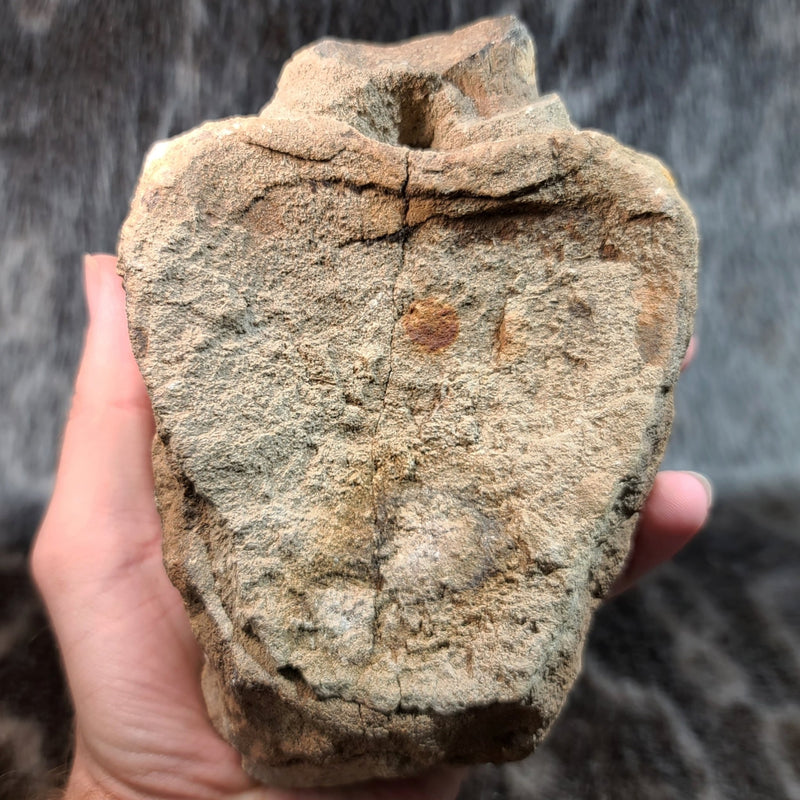 Hadrosaur Dinosaur Vertebrae (On Stand)