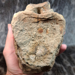 Hadrosaur Dinosaur Vertebrae (On Stand)