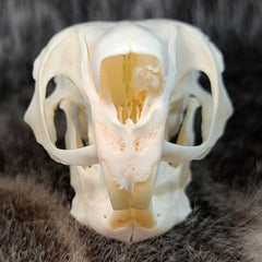 African Springhare Skull