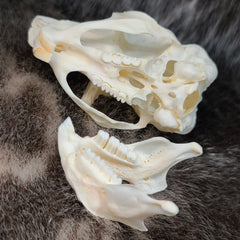 African Springhare Skull