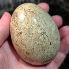 Fossil Matrix Egg (2.75