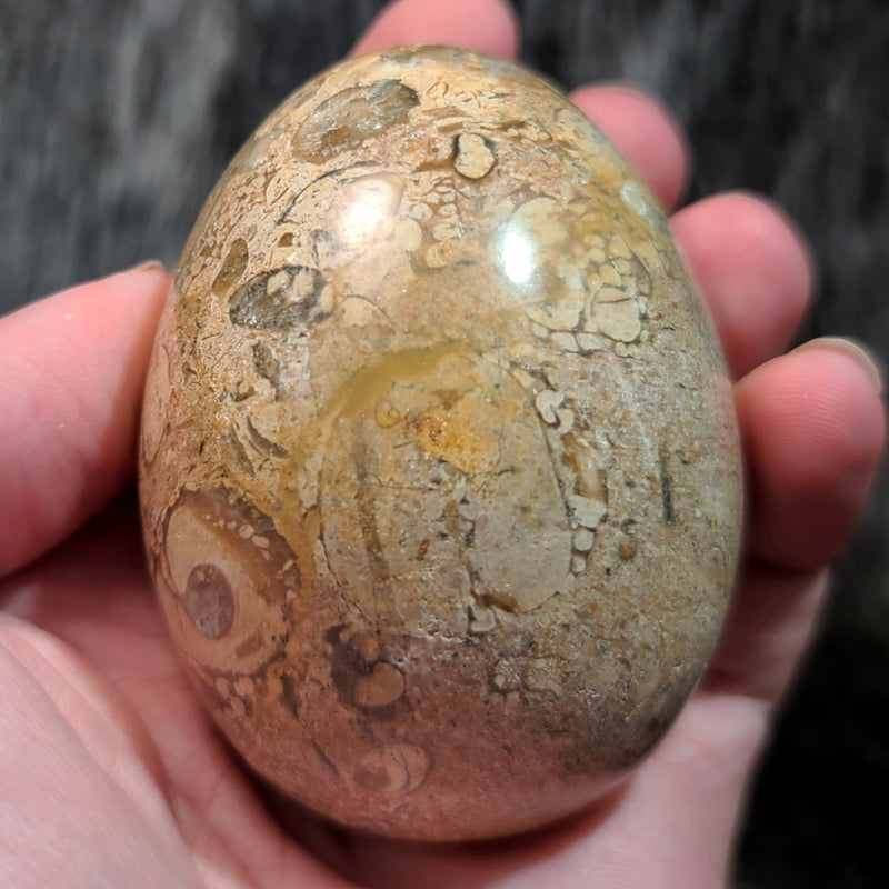 Fossil Matrix Egg (2.75")
