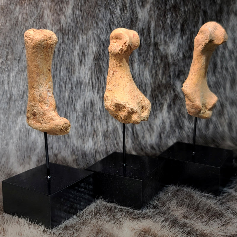 Cavebear Paw Bones (On Stand)