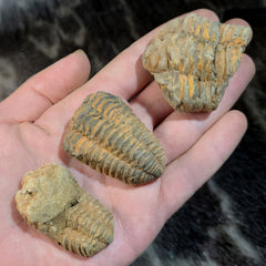Trilobite Fossils, Flexicalymene (B GRADE)