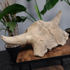 Bison Fossil Skull, Partial A