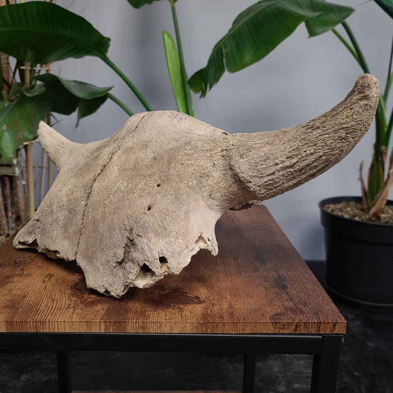 Bison Fossil Skull, Partial A