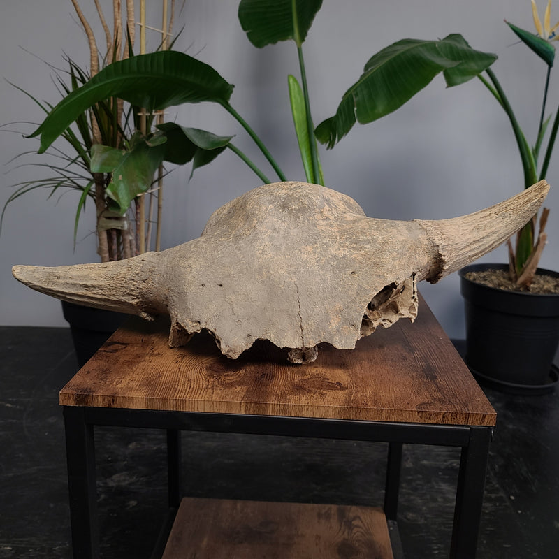 Bison Fossil Skull, Partial B