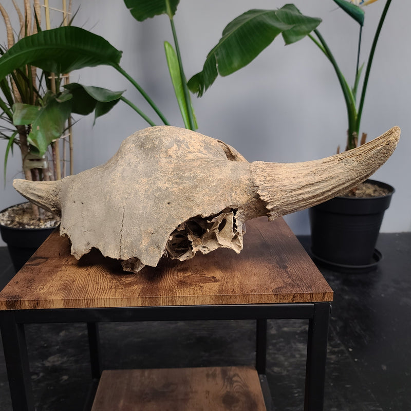 Bison Fossil Skull, Partial B