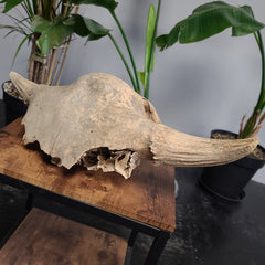 Bison Fossil Skull, Partial B