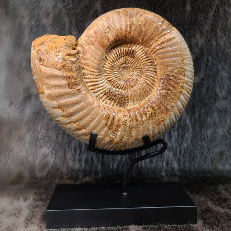 Madagascar Ammonite, F (6.75")
